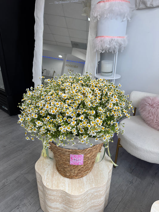 Feverfew Daisies bucket