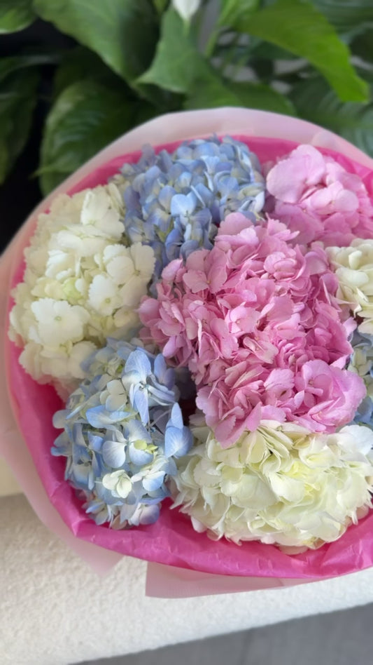 Rainbow mix hydrangeas